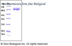 Sino Biological 11048-V08H1 image 1