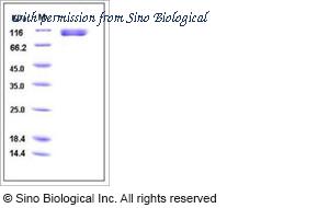 Sino Biological 11048-V06H1 image 1