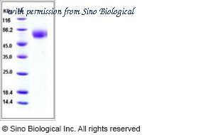 Sino Biological 11048-V08H2 image 1