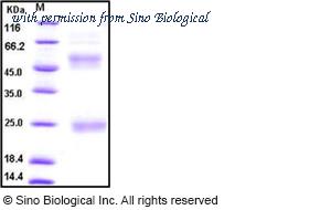 Sino Biological 11048-V08H4 image 1