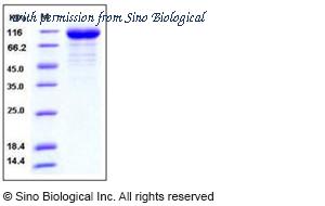 Sino Biological 11056-V08H image 1