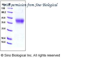 Sino Biological 50067-M07H image 1