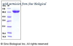 Sino Biological 10517-H08H image 1