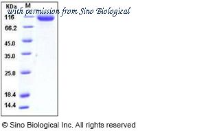 Sino Biological 50006-M07H image 1