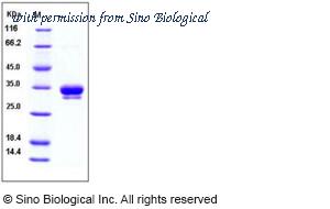 Sino Biological 10794-H08H image 1