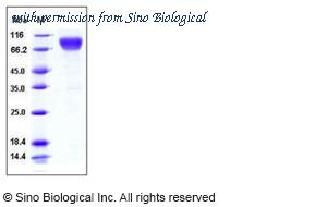 Sino Biological 50190-M03H image 1