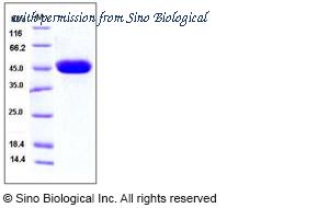 Sino Biological 10458-H08H image 1