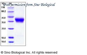 Sino Biological 10060-H08H image 1