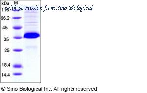 Sino Biological 50029-M08H image 1