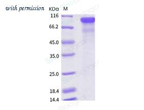 Sino Biological 10826-H08H image 1