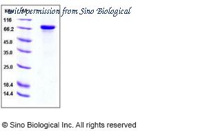Sino Biological 10836-H08H image 1