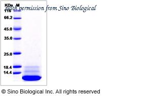 Sino Biological 11057-CNAH image 1