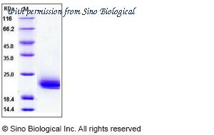 Sino Biological 10868-H08H image 1