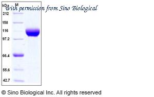 Sino Biological 10734-H07H image 1