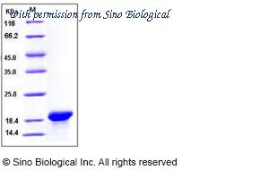 Sino Biological 10364-H08E image 1