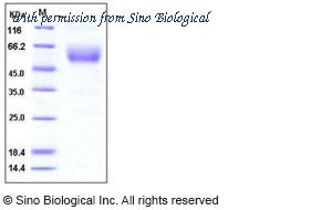 Sino Biological 50122-M03H image 1