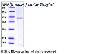 Sino Biological 10566-H08H image 1
