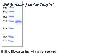 Sino Biological 10545-H08H image 1