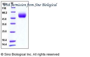Sino Biological 10616-H08H image 1
