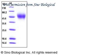 Sino Biological 10837-H08H image 1