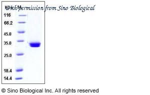 Sino Biological 50220-M08H image 1