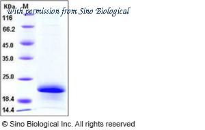 Sino Biological 11064-H08H image 1