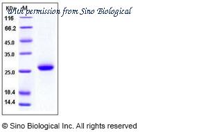 Sino Biological 10169-H08H image 1