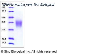 Sino Biological 10229-H08H image 1
