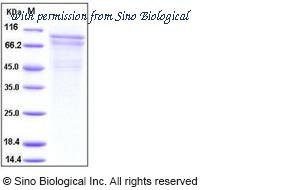 Sino Biological 10230-H08H image 1