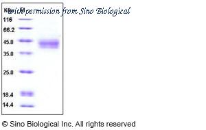 Sino Biological 10397-H08H image 1