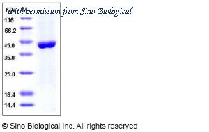 Sino Biological 10549-H08B image 1