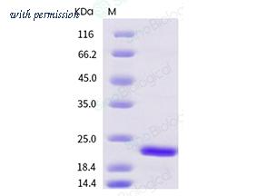 Sino Biological 10573-HNAE image 1