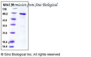 Sino Biological 10683-H09B image 1