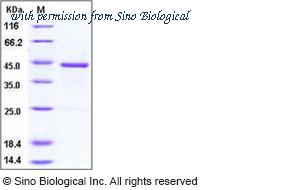 Sino Biological 10936-H01H image 1