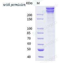 Sino Biological 10973-H08C image 1
