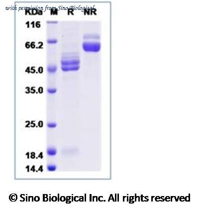 Sino Biological 11049-V08B image 1