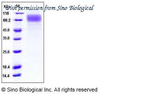 Sino Biological 11069-H08H image 1