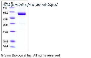 Sino Biological 50187-M03H image 1