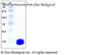 Sino Biological 50229-MNAE image 1
