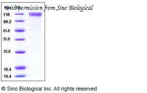 Sino Biological 50317-M03H image 1