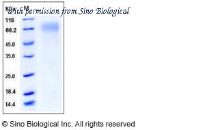 Sino Biological 50317-M08H image 1