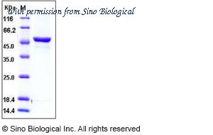Sino Biological 80001-R08B image 1