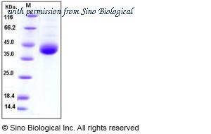 Sino Biological 10767-H08H image 1