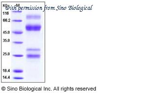 Sino Biological 11055-V08H2 image 1