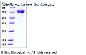 Sino Biological 11061-V08H1 image 1