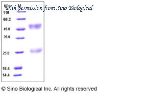 Sino Biological 11061-V08H2 image 1