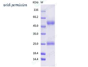 Sino Biological 11062-V08H2 image 1