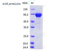 Sino Biological 11055-V08B image 1