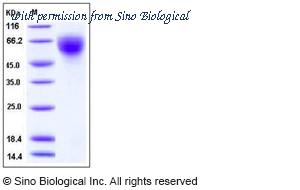 Sino Biological 11052-V08H1 image 1