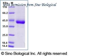 Sino Biological 11083-H08H image 1